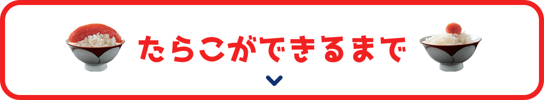 たらこができるまで