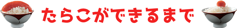 たらこができるまで